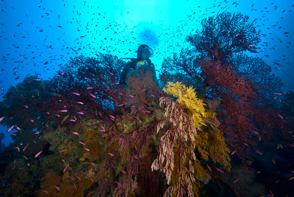 Foto: WWF