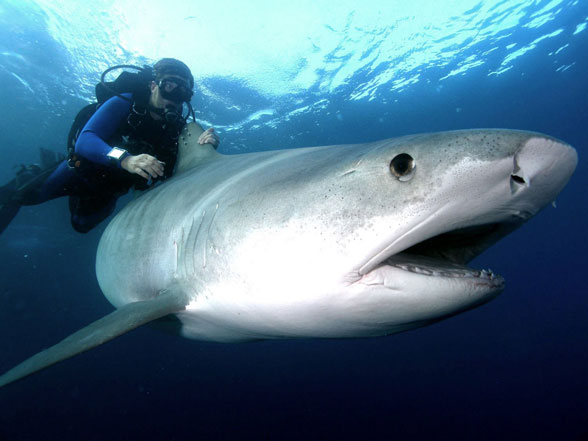 Foto: WWF