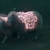 Ovce + varčne LED žarnice = umetnost?