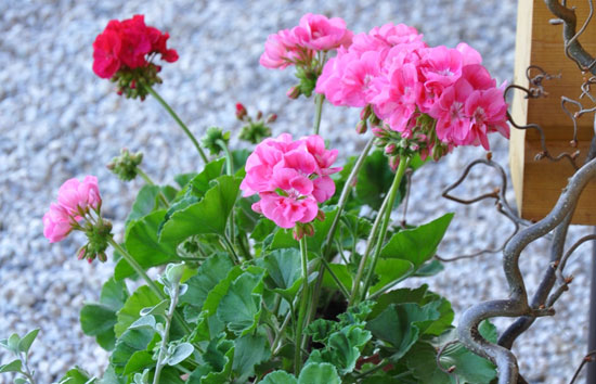 Pelargonije