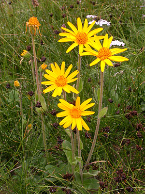 Arnika, zdravilna rastlina