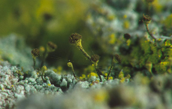 Alga klorela – naravno do zdravja