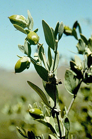 Jojoba in jojobino olje