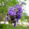 Navadna konopljika ali Vitex Agnus-Castus