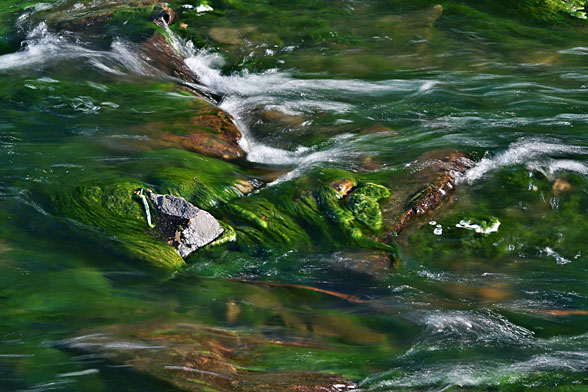 Klamatsko jezero in klamatske alge