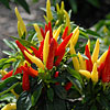 Okrasna paprika in kako zanjo skrbimo