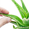 Aloe vero lahko vzgojimo doma