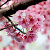 Hanami – praznik cvetočih češenj