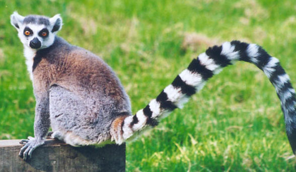 lemur