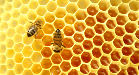 Propolis