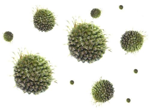 virus