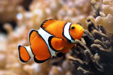 clownfish