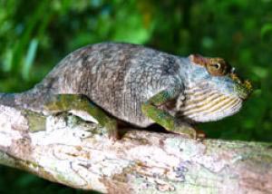 kameleon
