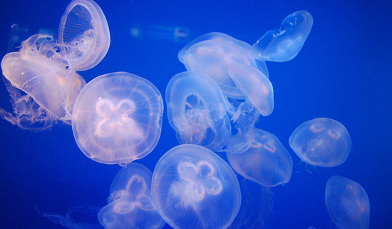 meduze