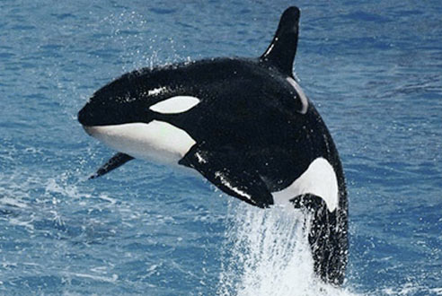 orka