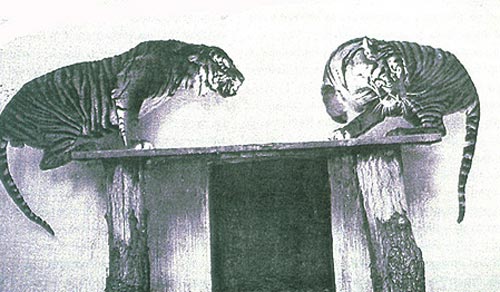 java tiger