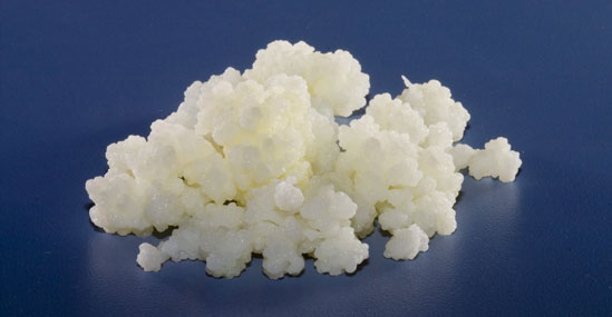 Kefir kefir granule