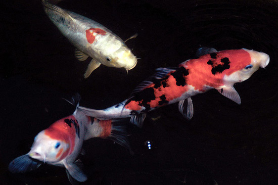 koi