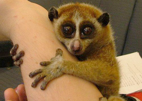 loris