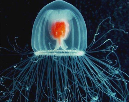 meduza