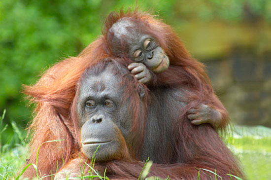 orangutan