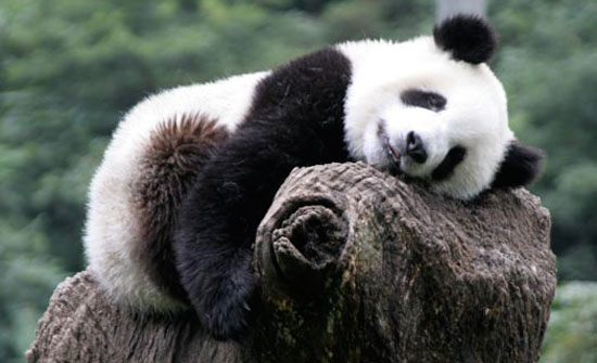 panda