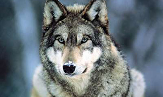 sivi volk