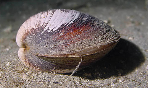 skoljka
