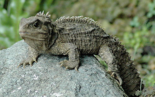 tuatara