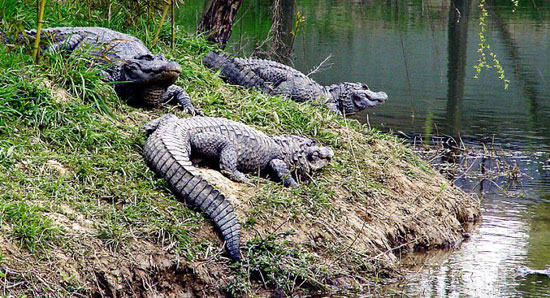 yangtze aligator