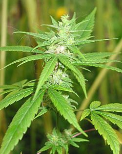 marihuana