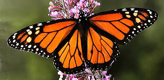 monarch