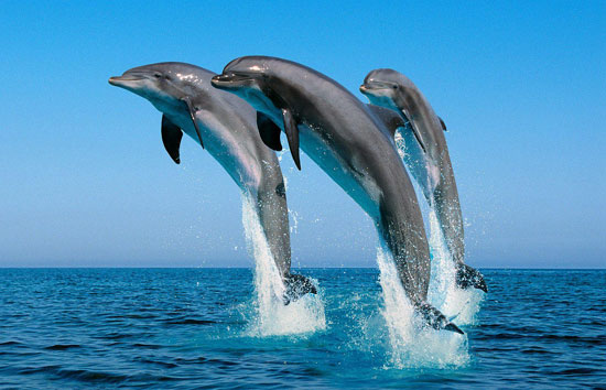 delfini