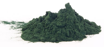 Spirulina, alga