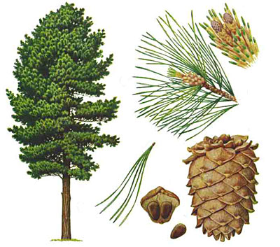 Sibirski bor ali sibirska cedra