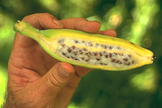 Semena banane