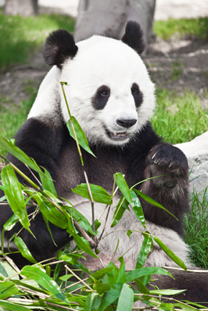 Panda - ogrožene živali