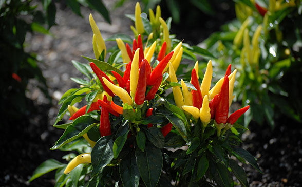 Okrasna paprika