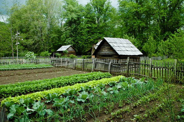 Zelenjavni vrt