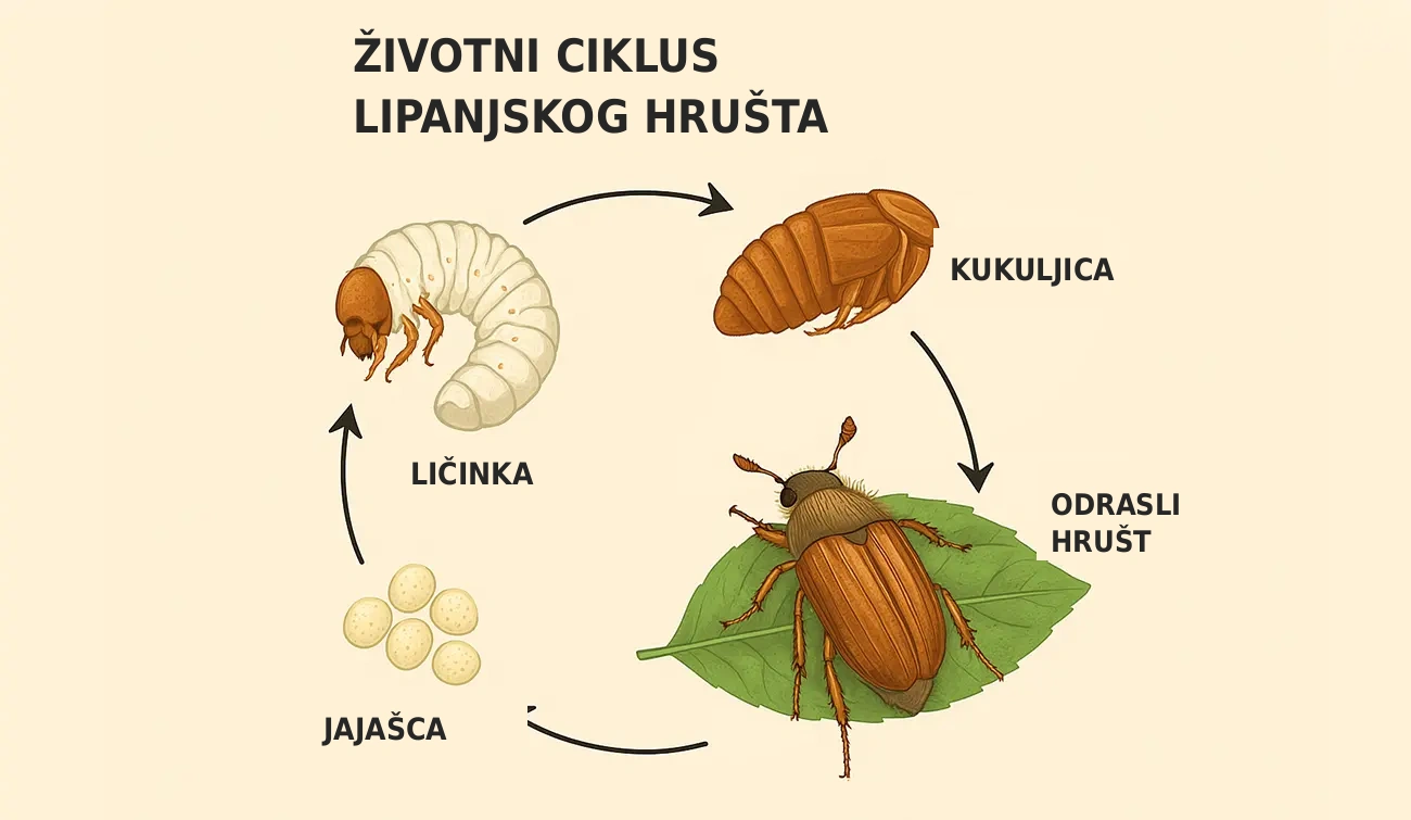 zivotni ciklus lipanjskog hrusta hr zivotni ciklus lipanjskog hrusta hr