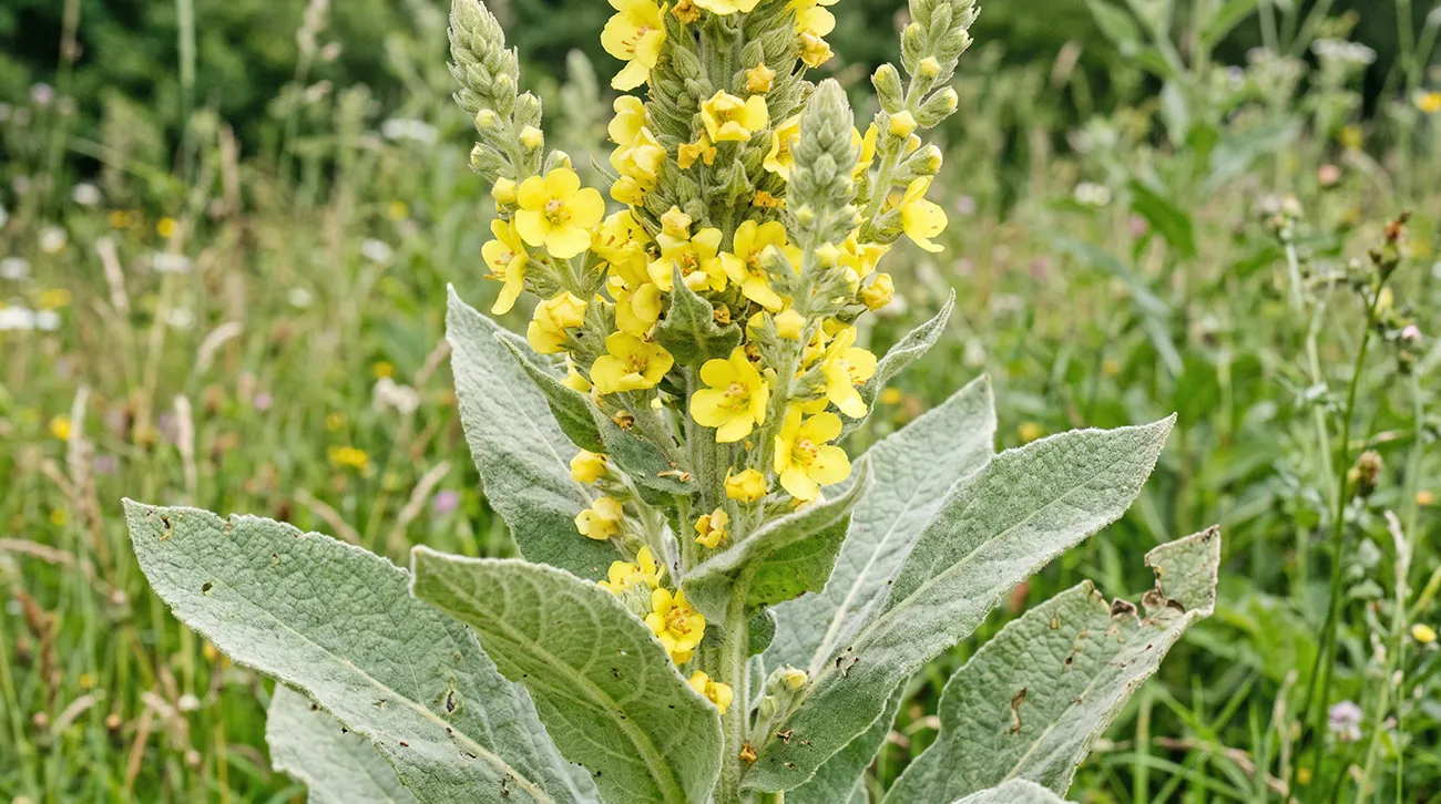 Navadni lučnik Verbascum phlomoides