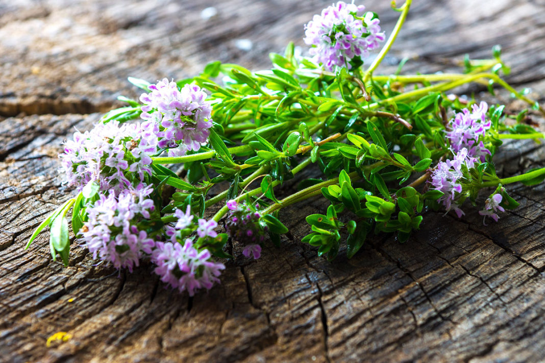 Šetraj (saturea hortensis)