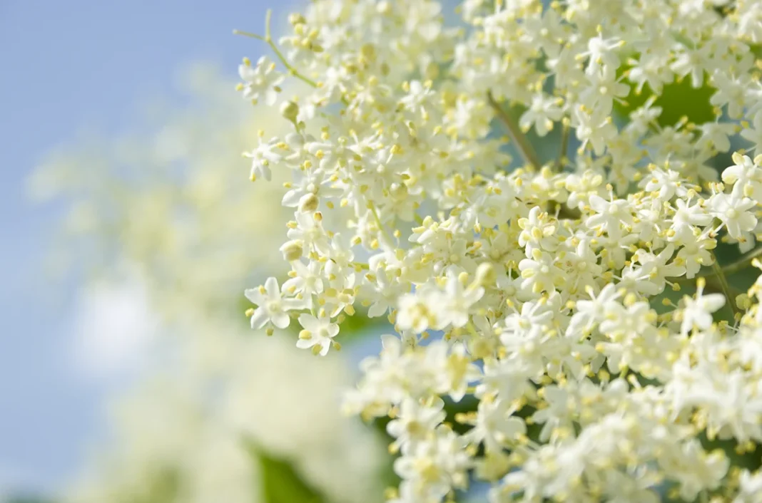 Bezeg in njegove zdravilne lastnosti