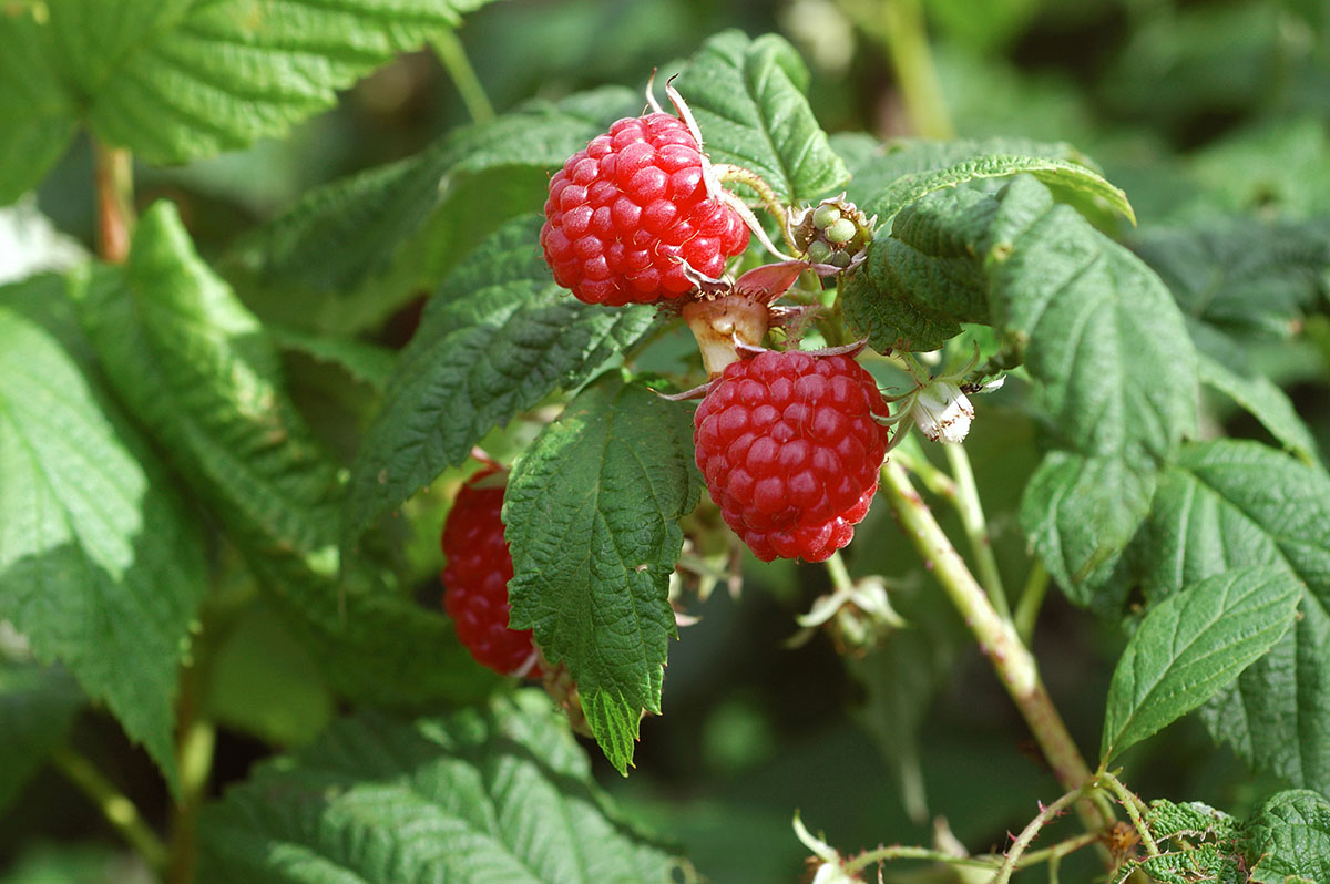 Zrele maline Zrele maline