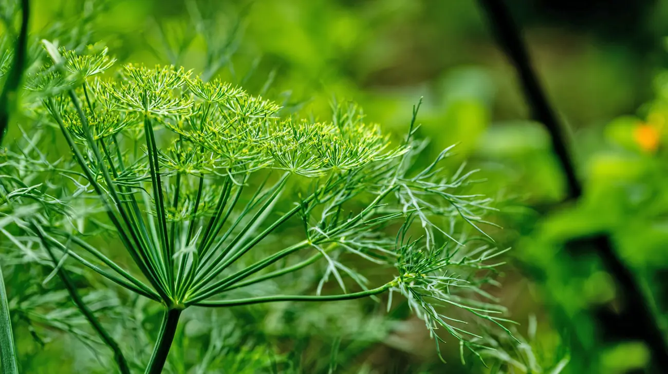 Rastlina koper Rastlina koper