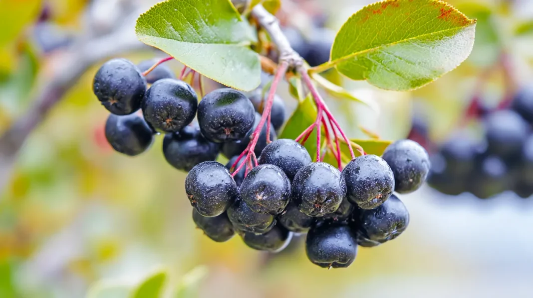 Aronija - zdravilne jagode za dobro kri in prebavo