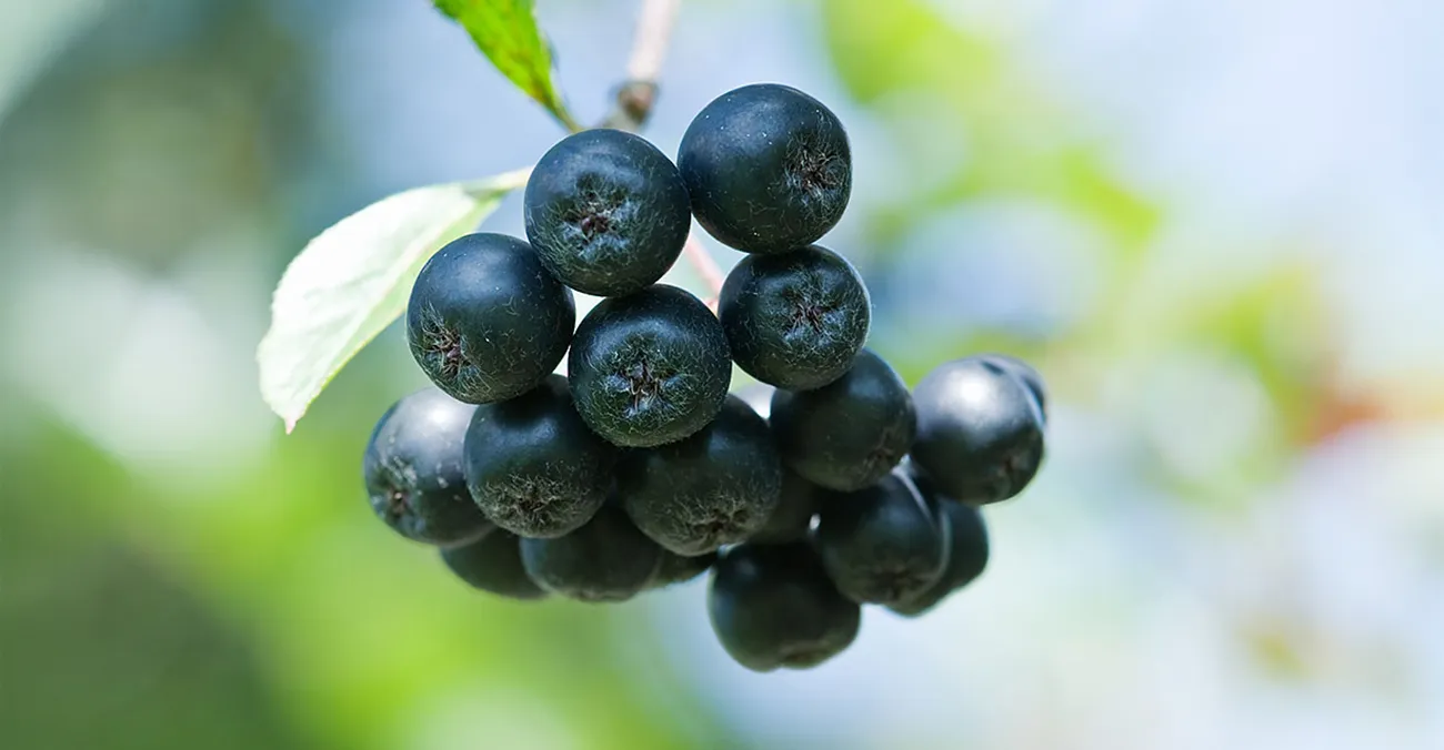 aronija jagode