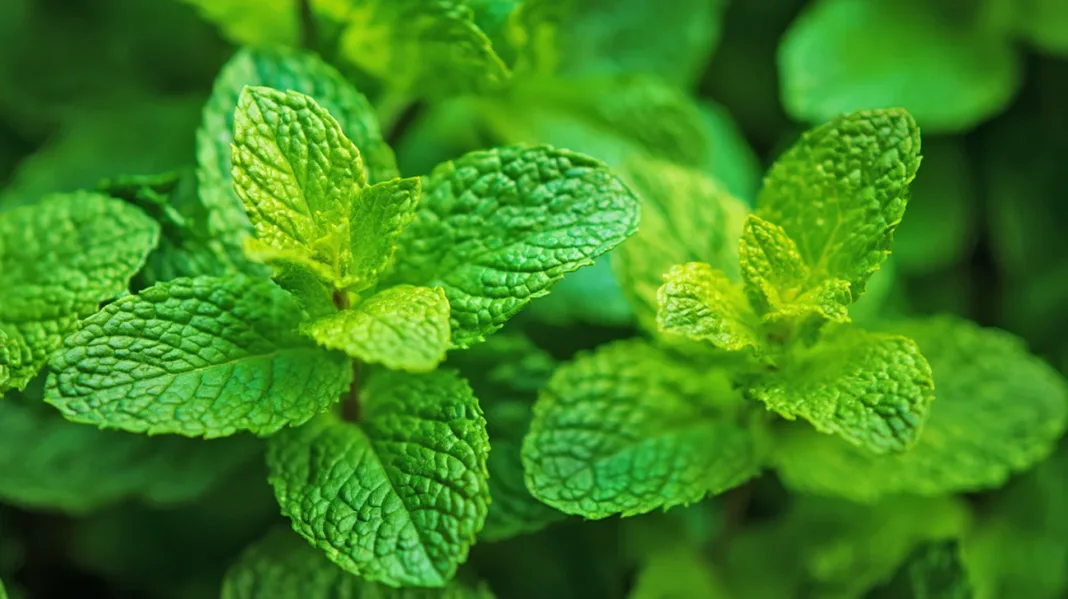 Poprova meta uporaba