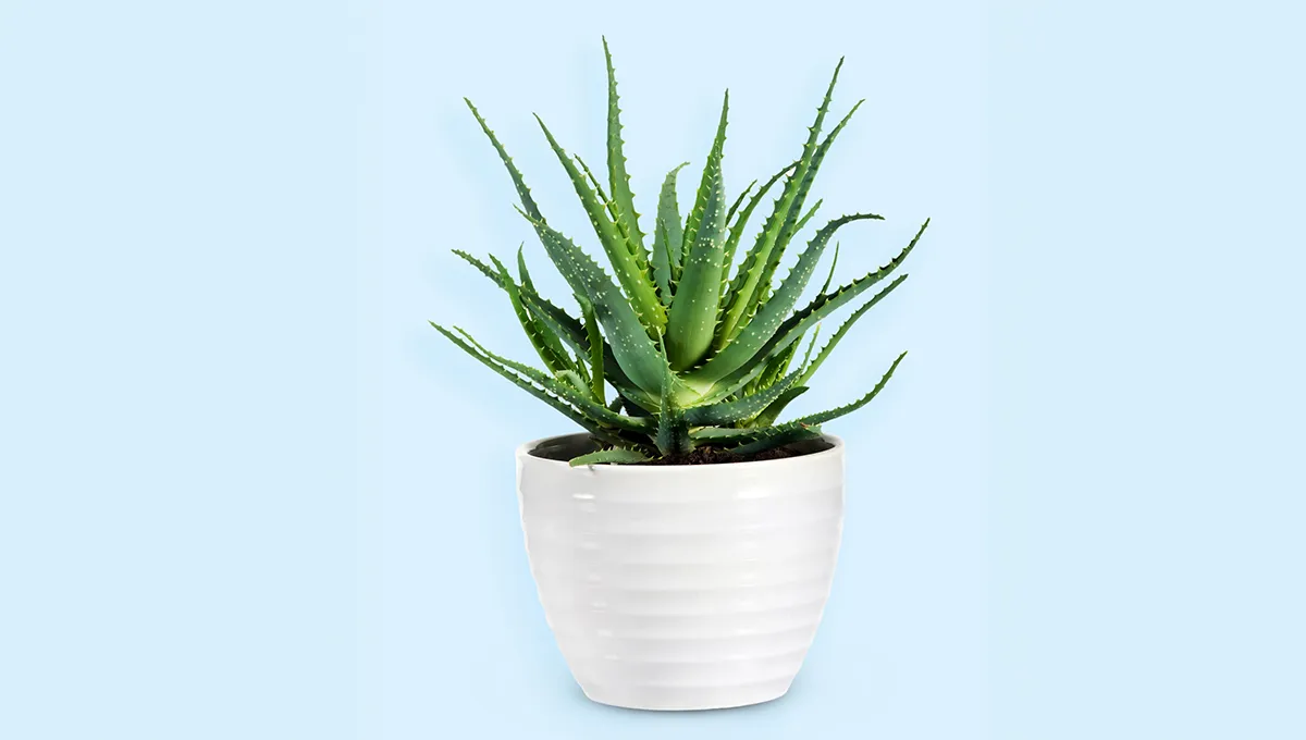 Gojenje aloe vere doma: Vodnik za uspeno rast | Bodi eko
