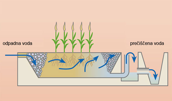 Rastlinska čistilna naprava